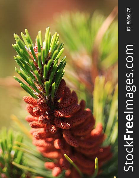 A close up of a pine tree needles growing on a treebranch. A close up of a pine tree needles growing on a treebranch
