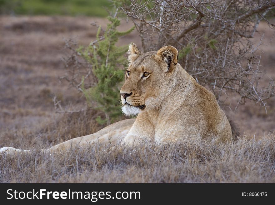A relaxed Lioness lies next to the photographer. A relaxed Lioness lies next to the photographer