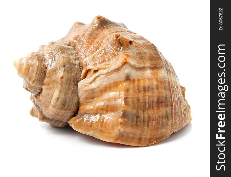 Old Sea Shell Isolated