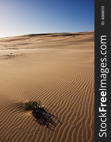 Beautiful Desert Landscape