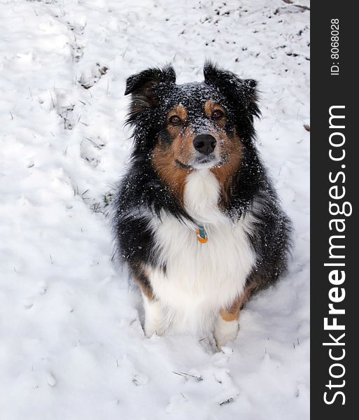 Australian Shepherd In The Snow