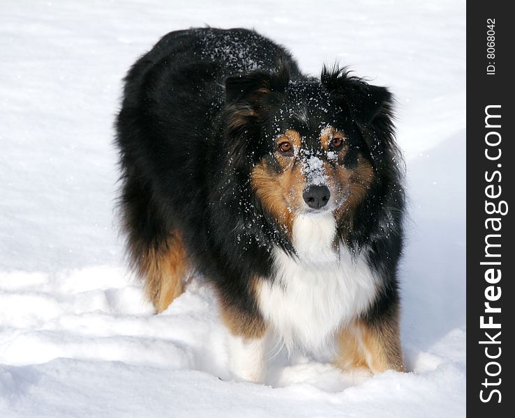 A member of the herding group, this playful dog loves the snow. A member of the herding group, this playful dog loves the snow