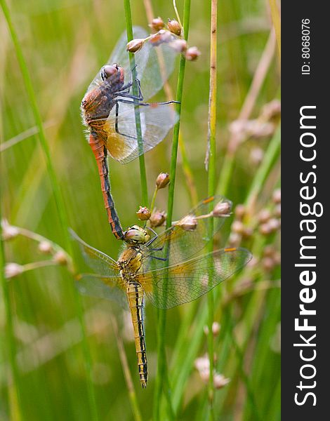 Mating Dragonflies on the grass