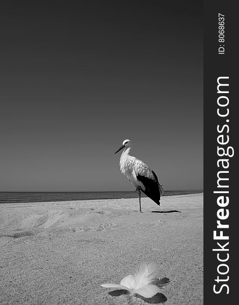 Stork in the beach, one leg is burning