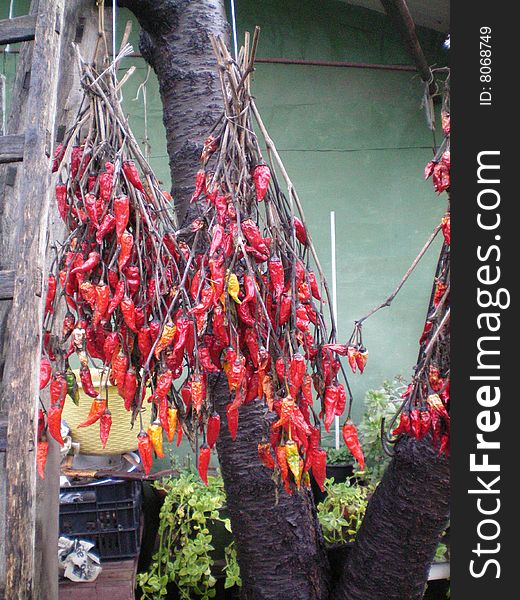 Red chillies attached to a tree to dry them. in the background you can see an old wooden staircase, plant and equipment in the countryside.