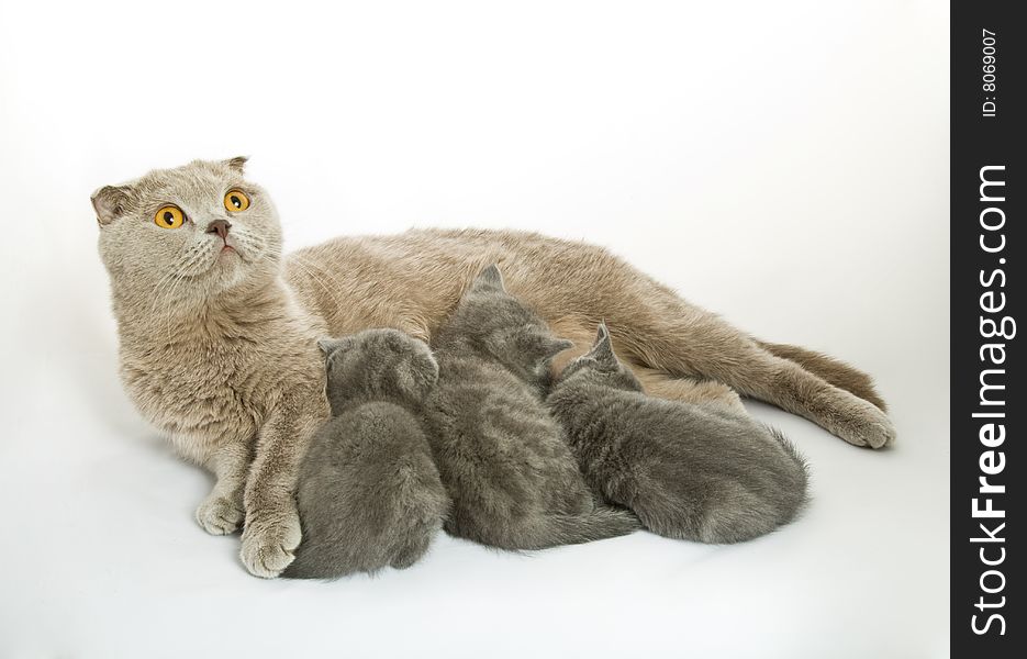 Small kittens and mother-cat