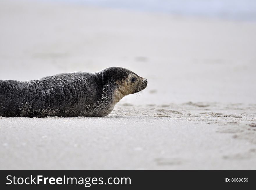 Seal laying on beach with back turned. Seal laying on beach with back turned