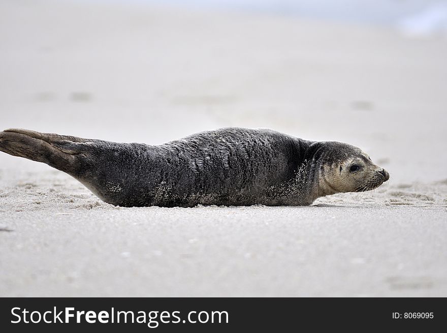 Seal laying on beach with back turned. Seal laying on beach with back turned