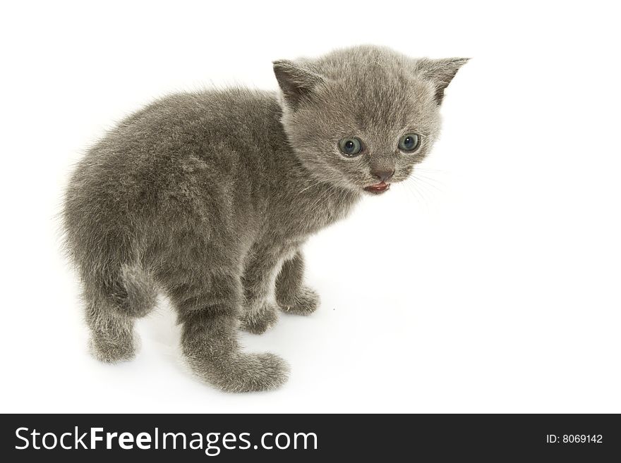 Small funny kitten. Isolated on white background. Small funny kitten. Isolated on white background