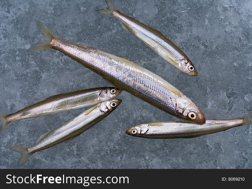 A close-up the fishes smelt on ice of river. A close-up the fishes smelt on ice of river.