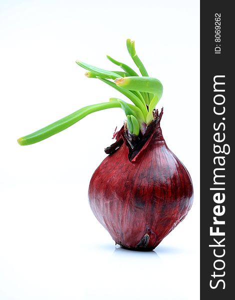 Red Onion