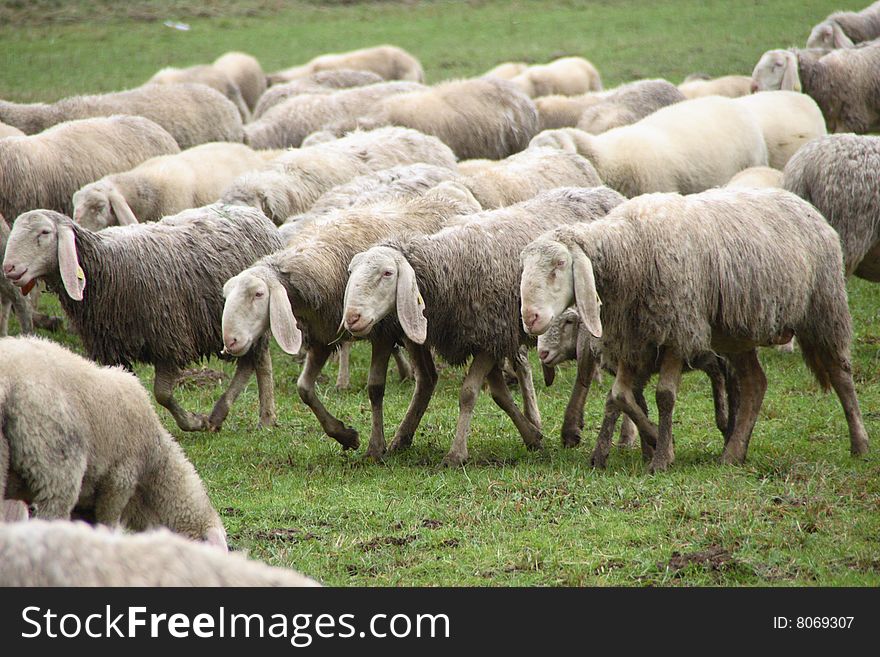 A flock of sheep walking together on a farm