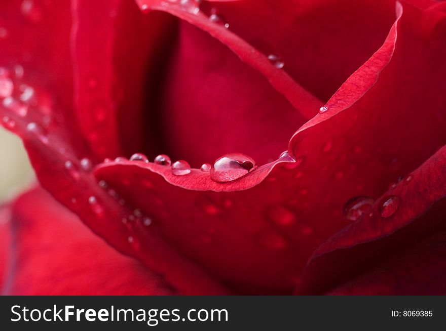 Raindrops filed on red rose petals after a summer storm. Raindrops filed on red rose petals after a summer storm