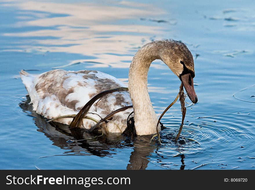 On coast of lake swan