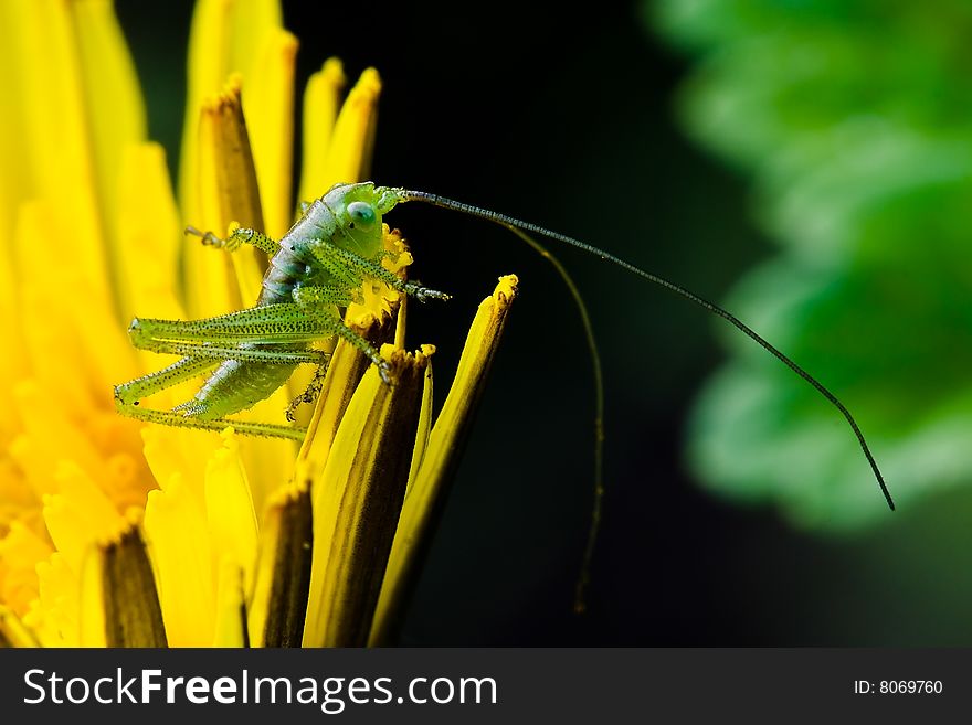 Grasshopper on leafs