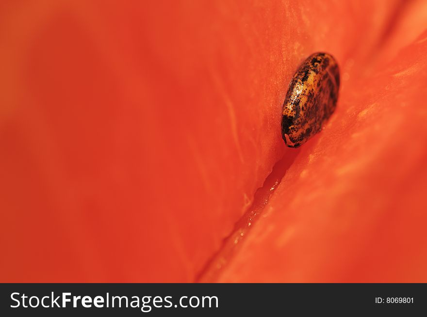 Seed of a water-melon against pulp. Seed of a water-melon against pulp.