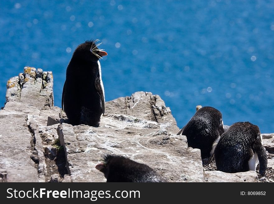 Rockhopper penguins on the rock