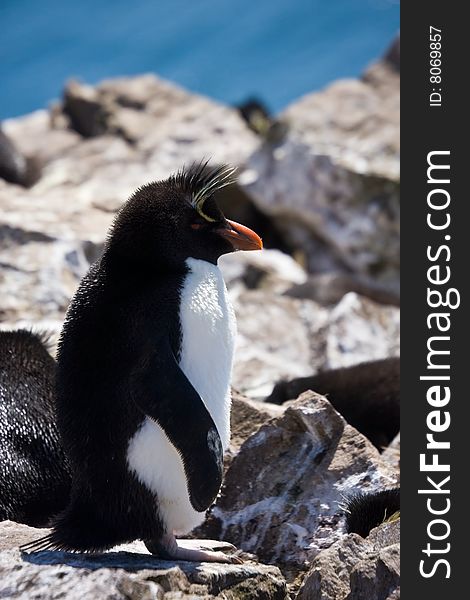 Rockhopper penguin near the nest