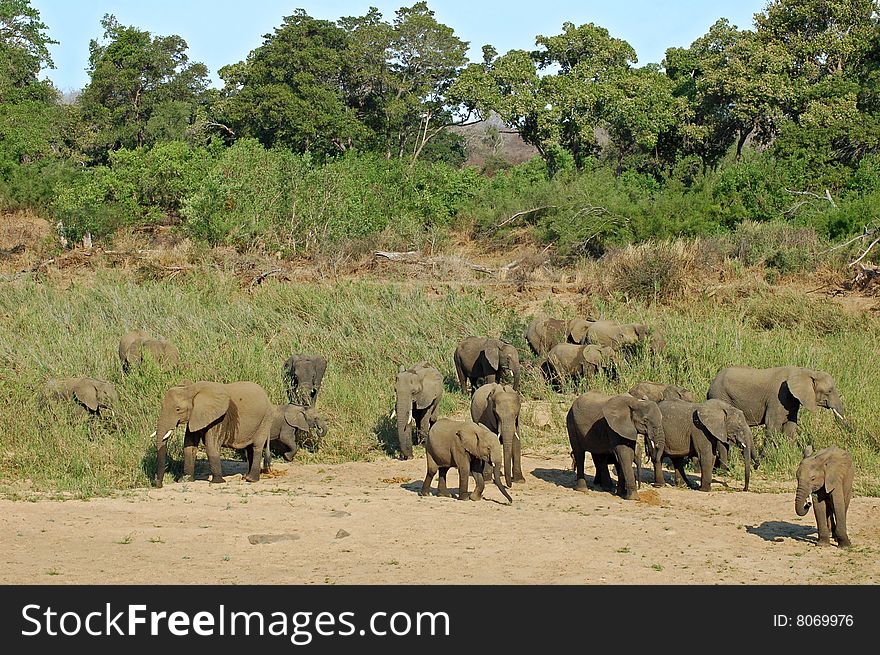 African Elephants drinking at a river in South Africa.