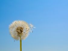 Dandelion Seeds Blown In The Wind Royalty Free Stock Image