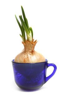 Spring Onion Isolated On White Background Stock Photos