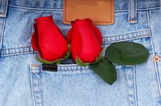 Roses In Denim Pocket Stock Images Roses In Denim Pocket Stock Images