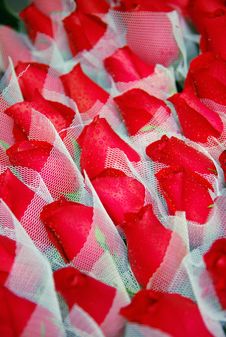 An Array Of Red Roses Stock Image An Array Of Red Roses Stock Image