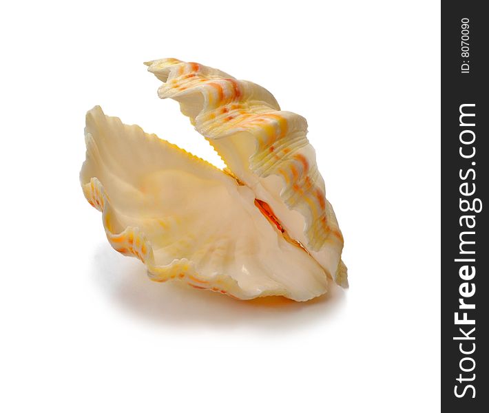 Folding cockleshell of a mollusc which is represented on a white background