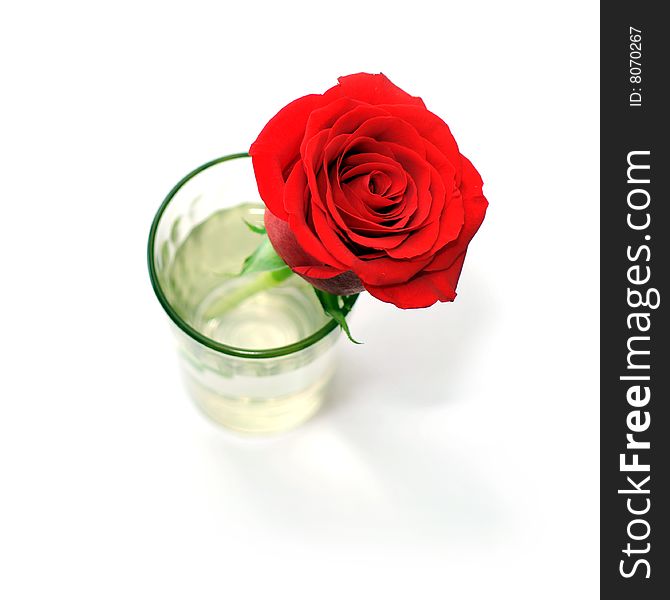 Red rose which is in a glass. Red rose which is in a glass
