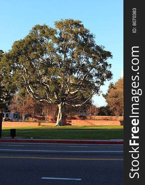 The park near with a road, California, USA. The park near with a road, California, USA