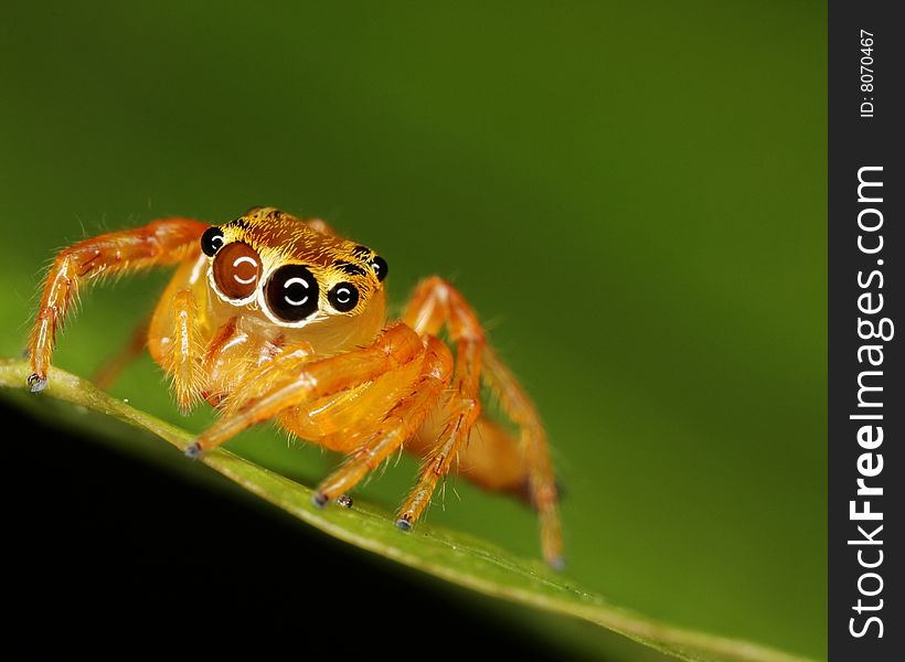 Macro of Orange Jumping Spider on a Green background. Macro of Orange Jumping Spider on a Green background