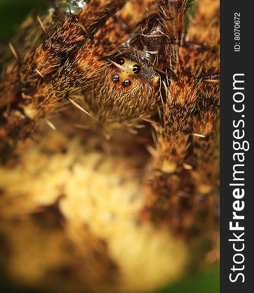 Macro Of A Spider