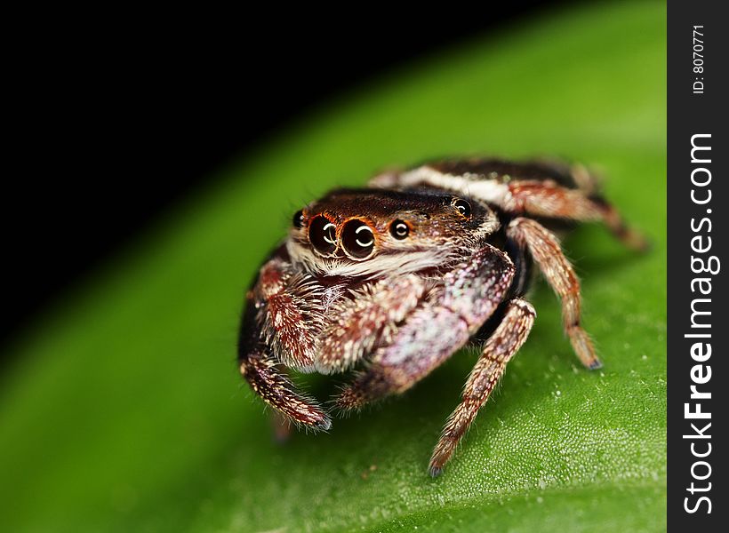 Macro of Brown Jumping Spider on a Green background