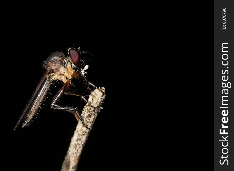 Side portrait of a robberfly on a tip of the branch with a black background. Side portrait of a robberfly on a tip of the branch with a black background