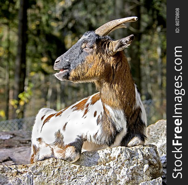 Goat taking sunbath on the rock. Goat taking sunbath on the rock