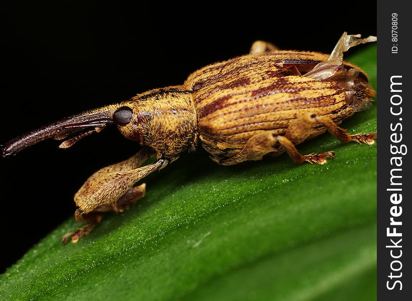 Macro of a yellow and brown Long Snout Weevil on a green leaf and black background. Macro of a yellow and brown Long Snout Weevil on a green leaf and black background