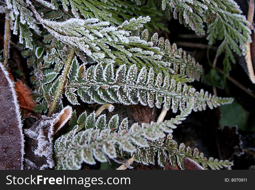 Fern leaves with early morning frost. Fern leaves with early morning frost