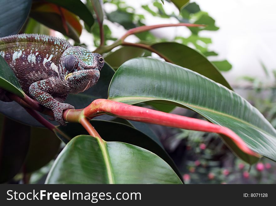 A chameleon on a branch looking in two directions at once.