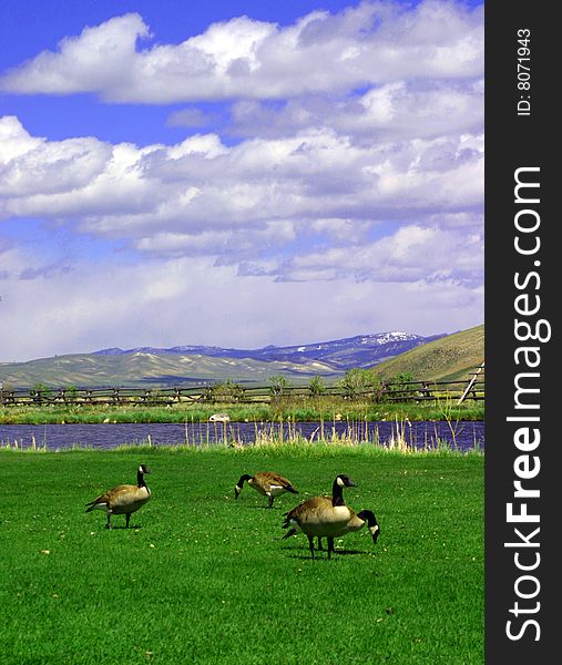 A few geese graze near the Teton Mountains. A few geese graze near the Teton Mountains.