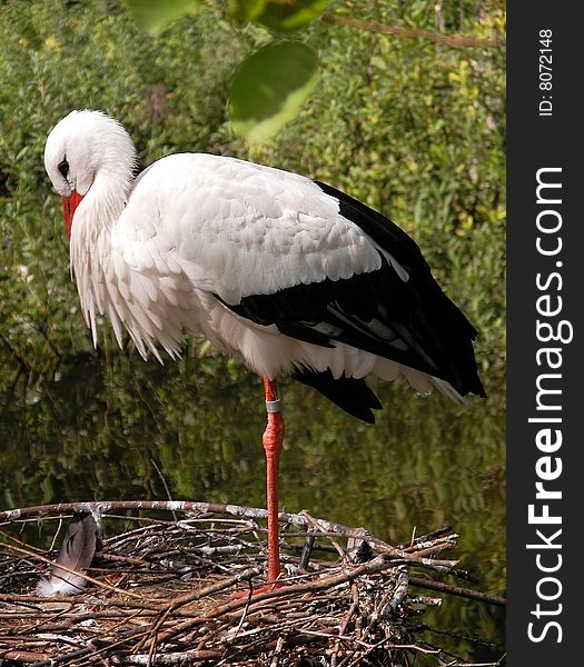Stork bird standing on the nest