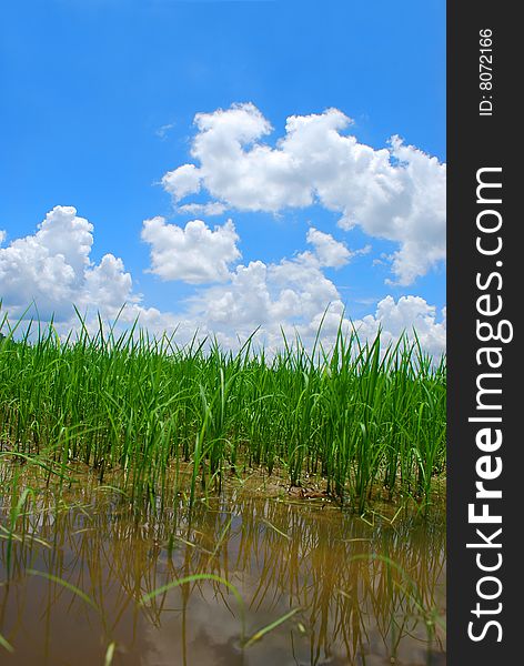 Paddy Field