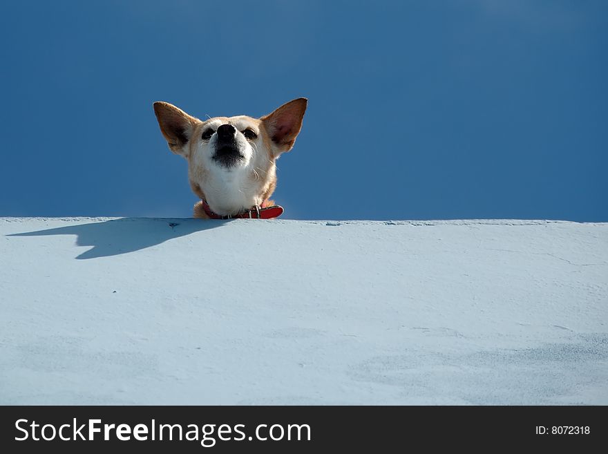 Guard dog on roof is looking down.