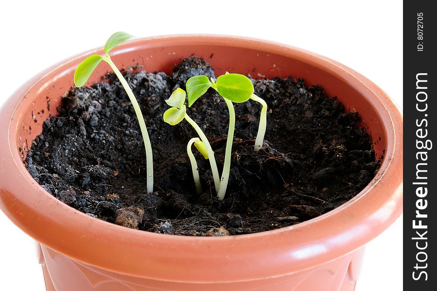 Papaya sprouts in a flower pot