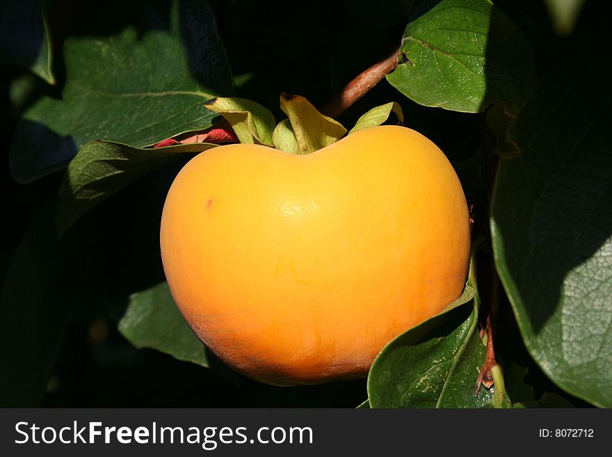 Kaki tree full of fruits