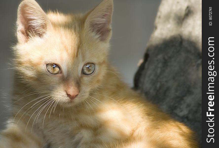 Little kitten with the spots of sunlight on the fur. Little kitten with the spots of sunlight on the fur