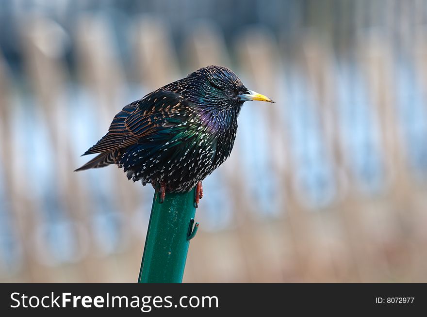 The starling standing on a metal post. The starling standing on a metal post