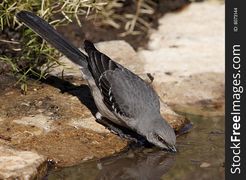 The Northern Mockingbird is best known for the habit of mimicking the songs of insect and amphibian sounds as well as other bird songs, often loudly and in rapid succession. The Northern Mockingbird is best known for the habit of mimicking the songs of insect and amphibian sounds as well as other bird songs, often loudly and in rapid succession.