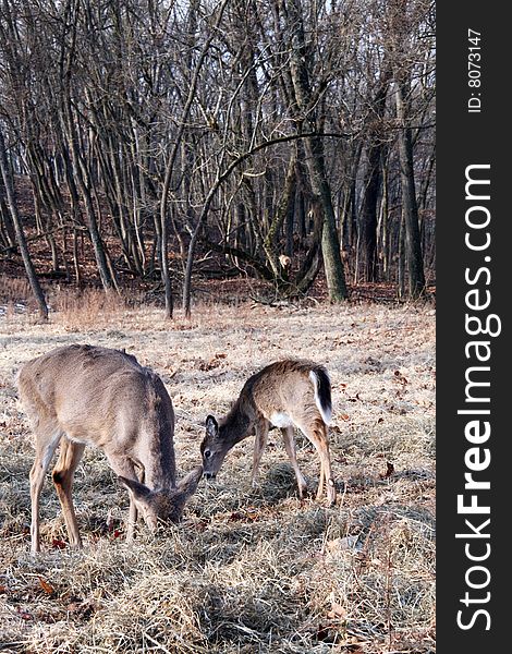 Mother whitetail deer with yearling