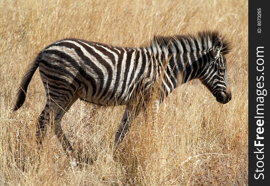 Zebra in Pilanesberg game reserve - South Africa