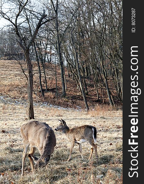 Whitetail mother deer with yearling